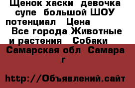 Щенок хаски, девочка супе, большой ШОУ потенциал › Цена ­ 50 000 - Все города Животные и растения » Собаки   . Самарская обл.,Самара г.